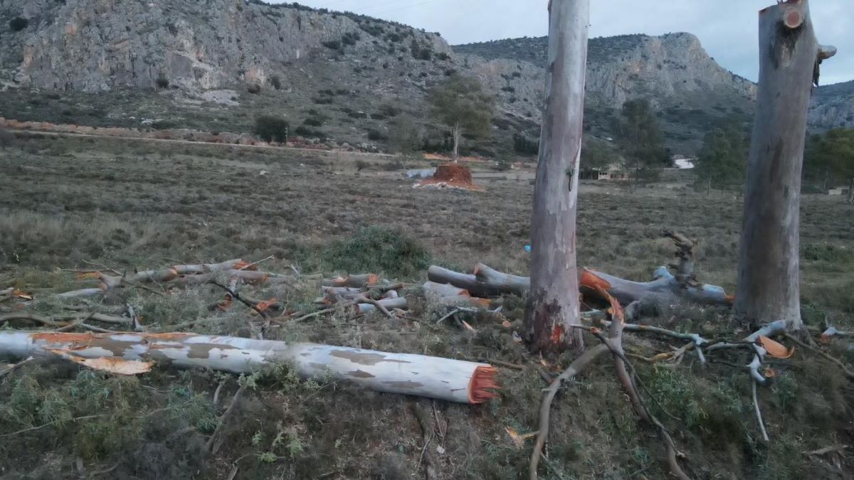 Δήμος Ναυπλιέων: Ποιος κόβει τα δέντρα της Καραθώνας;