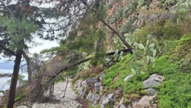 Πτώση δέντρων στην Αρβανιτιά