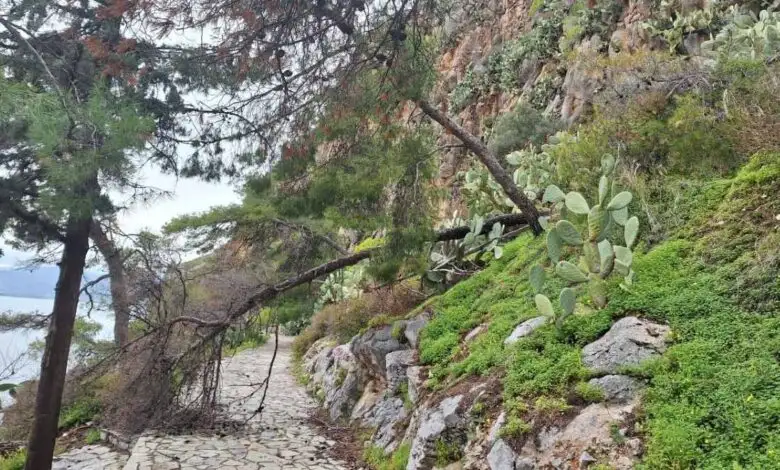 Ναύπλιο: Προσοχή στην Αρβανιτιά – Έχουν πέσει δέντρα