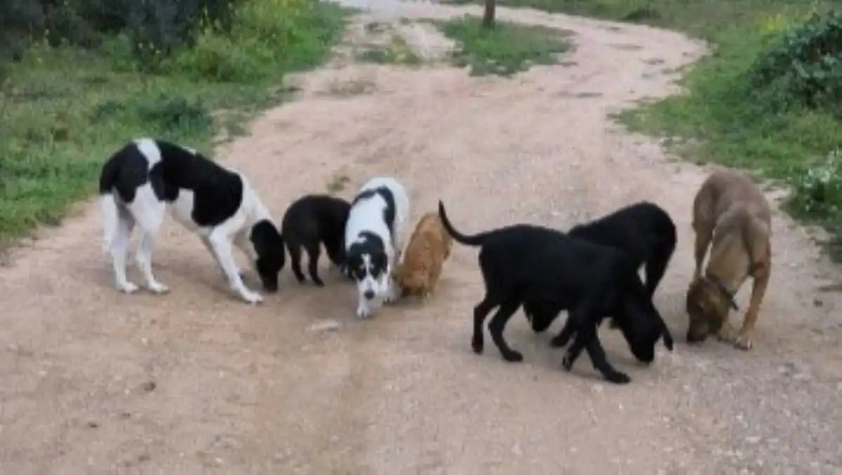 Σκληρή αντιπαράθεση για τα αδέσποτα στην Τρίπολη