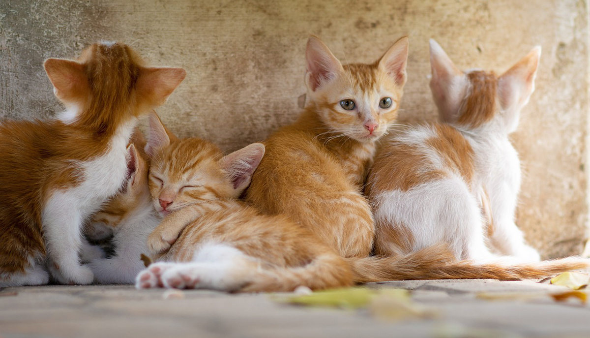 Κτηνωδία στις Σπέτσες: Ψάχνουν να βρουν ποιος σκότωσε τις τέσσερις γάτες