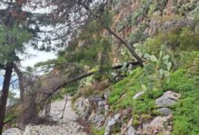 Πτώση δέντρων Αρβανιτιά Ναύπλιο