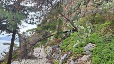 Πτώση δέντρων Αρβανιτιά Ναύπλιο