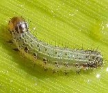 spodoptera frugiperda 4