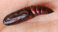 spodoptera frugiperda 6 9