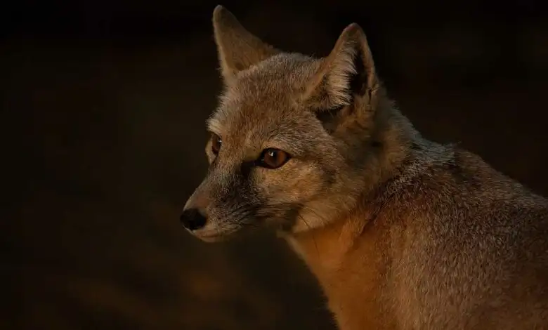 Οι αλεπούδες έχουν εξελιχθεί σε «αστικά» ζώα – Οι βόλτες σε Ναύπλιο και Επίδαυρο