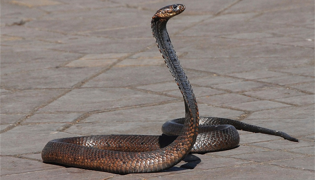 Κόρινθος: Φίδι έκοβε βόλτες έξω από τα δικαστήρια (Βίντεο)