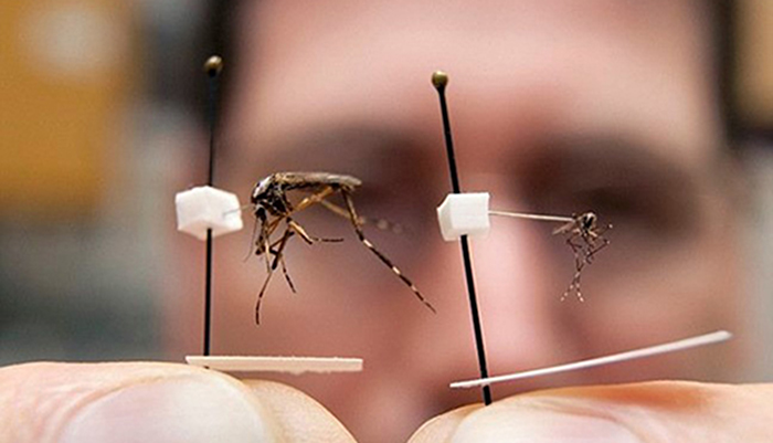 Πληθαίνουν τα κουνούπια στο Ναύπλιο – Διαμαρτύρεται ο κόσμος
