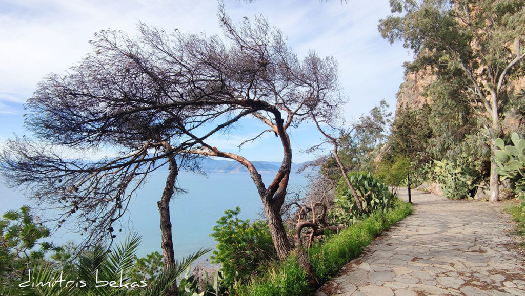 pesmena dentra arvanitia nafplio (2)