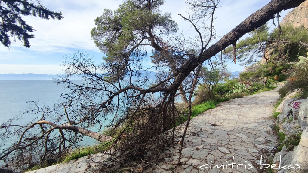 pesmena dentra arvanitia nafplio (4)