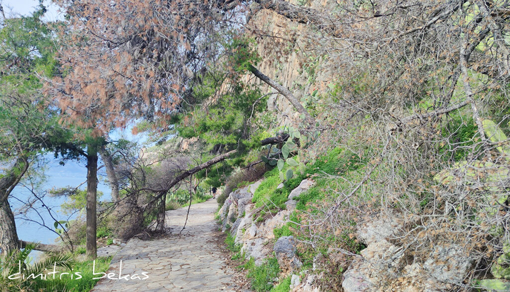 pesmena dentra arvanitia nafplio (5)