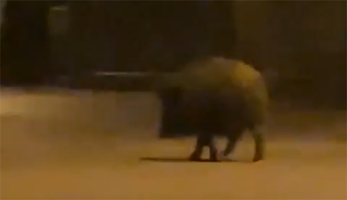 Αγριογούρουνο – γίγας κόβει βόλτες στους δρόμους (Βίντεο)