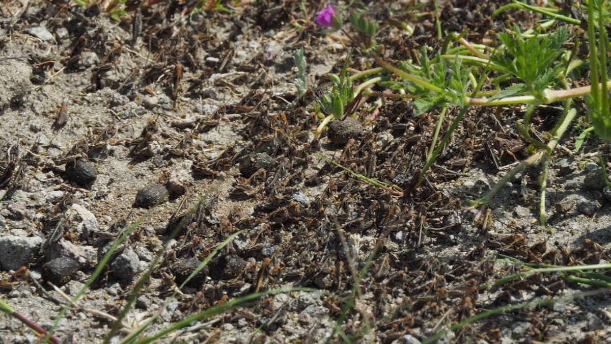 Αργολίδα: Η ακρίδα Callitamus italicus απειλεί τις καλλιέργειες