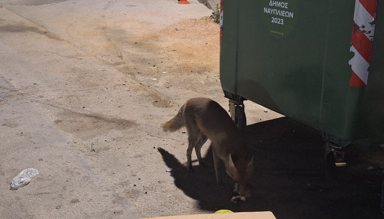 Ναύπλιο: Χαλαρή αλεπού κατέβηκε στην Αιγίου για να φάει