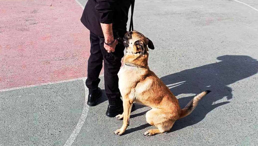 Νέος αστυνομικός σκύλος στην Αργολίδα – Ο Rodi διαδέχεται τη Luna