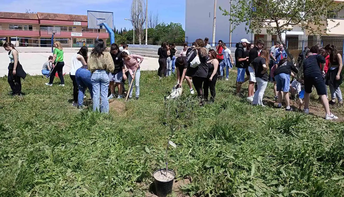 Ο πρώτος μικρός ελαιώνας στο Γυμνάσιο Νέας Κίου