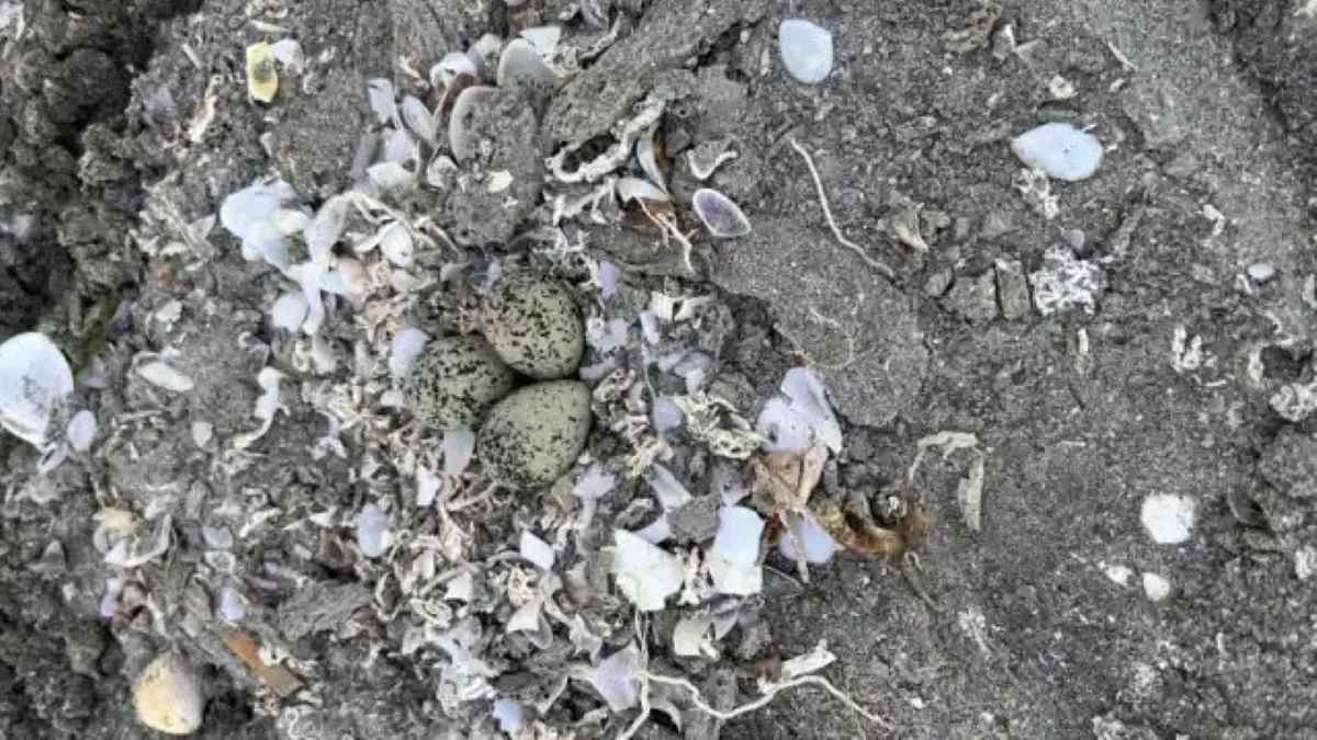 ΕΠΑΛ Άργους: Αλλάζοντας τον υγροβιότοπο «Καλύβια» σε τόπο έλξης πουλιών και τουριστών