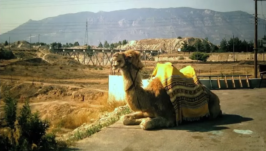 Ισθμός καμήλα