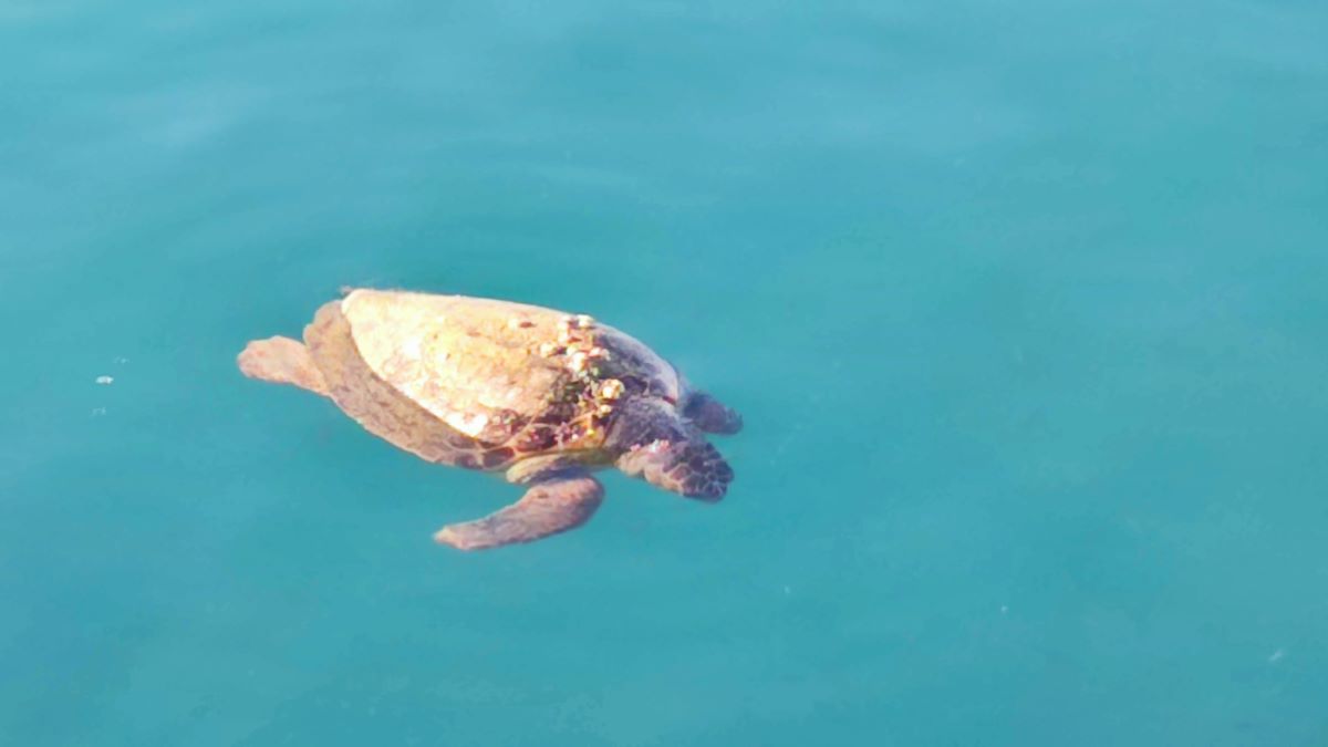 Ναύπλιο: Νεκρή εντοπίστηκε μια θαλάσσια χελώνα πριν την Καραθώνα