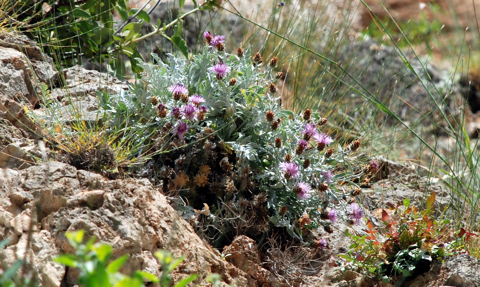 centaurea leonidia 1