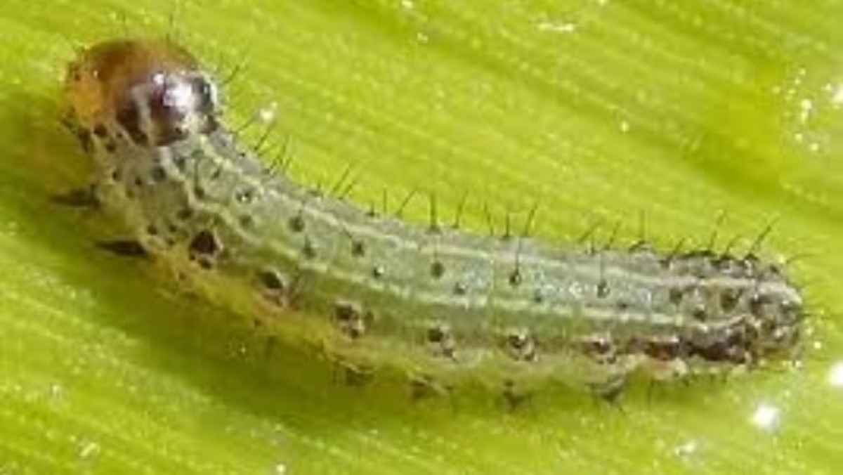 Το Spodoptera frugiperda απειλεί την Πελοπόννησο