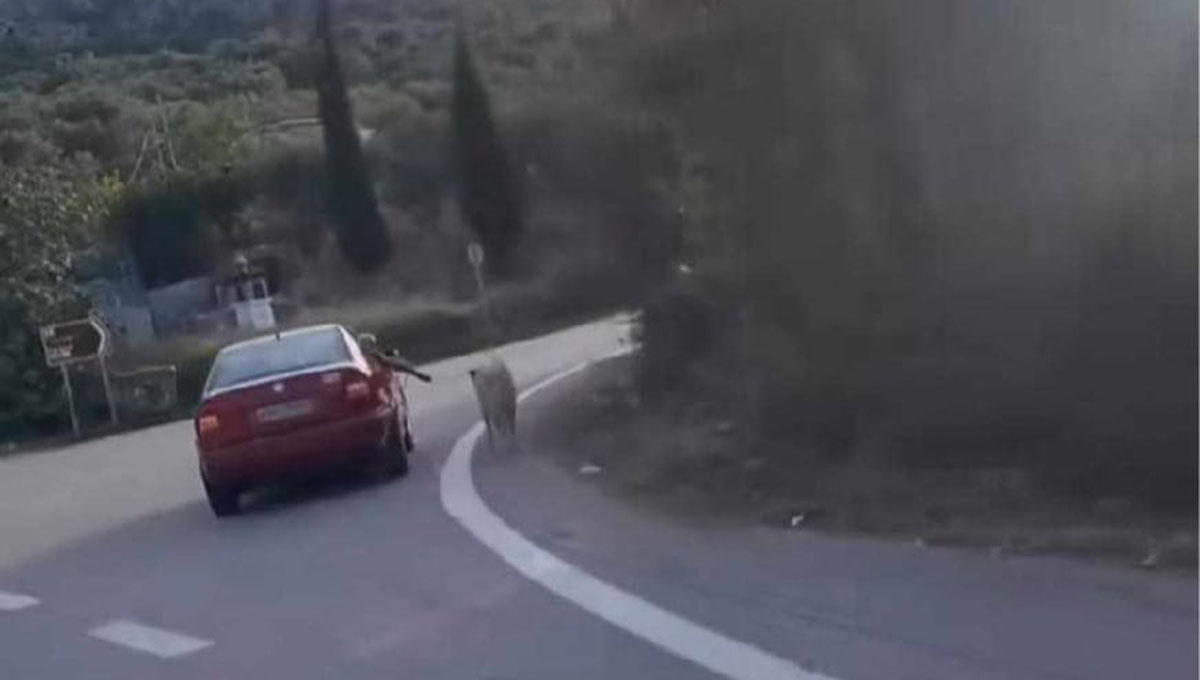 Ναύπλιο: Γιατί τραβούσαν το σκυλί με το αυτοκίνητο – Τα φαινόμενα απατούν