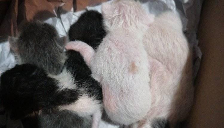 Τρίπολη: 6 νεογέννητα γατάκια στα σκουπίδια