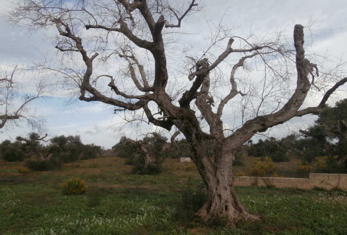 Ενημερώνονται για την Ξυλέλλα στα Ίρια