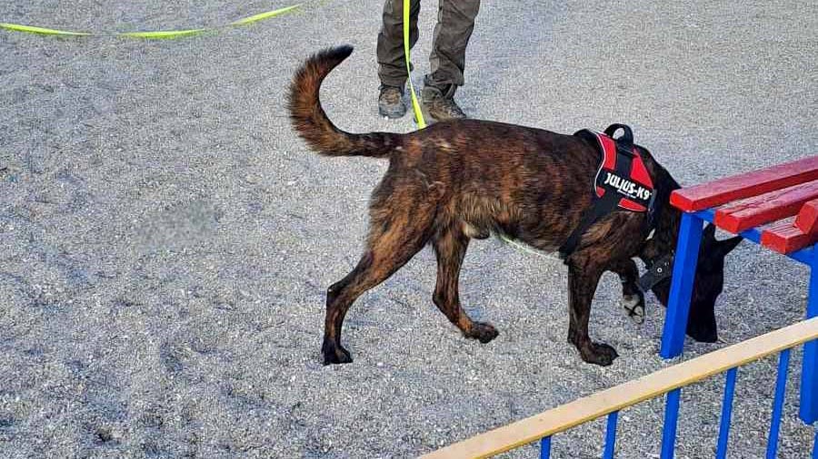 Πώς βρήκαν τις φόλες που εξόντωναν σκυλιά και γάτες στο Σκαφιδάκι