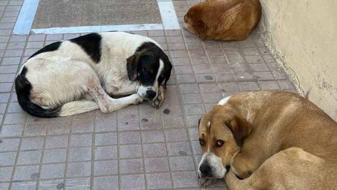 Άργος: Νεκρός ο άνδρας που νοσηλευόταν μετά από επίθεση αδέσποτων σκύλων
