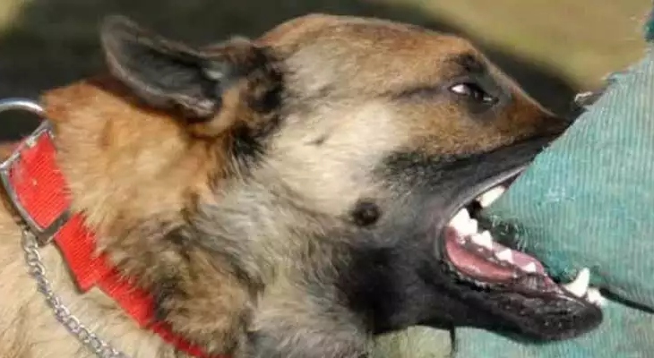Μεσσηνία: Αποκλειστική μαρτυρία για την επίθεση σκύλου στην 6χρονη