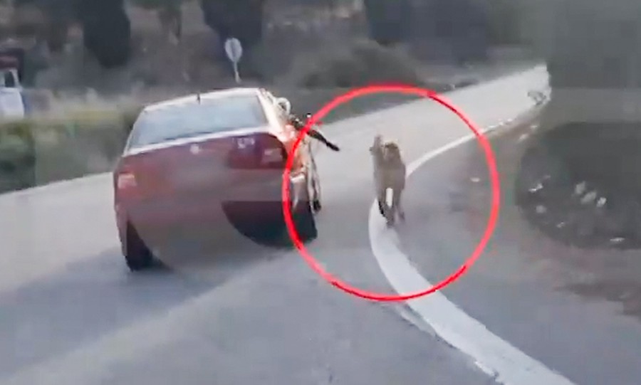 Ναύπλιο: Αυτοκίνητο εν κινήσει και ο σκύλος στο πλάι με το λουρί (Βίντεο)