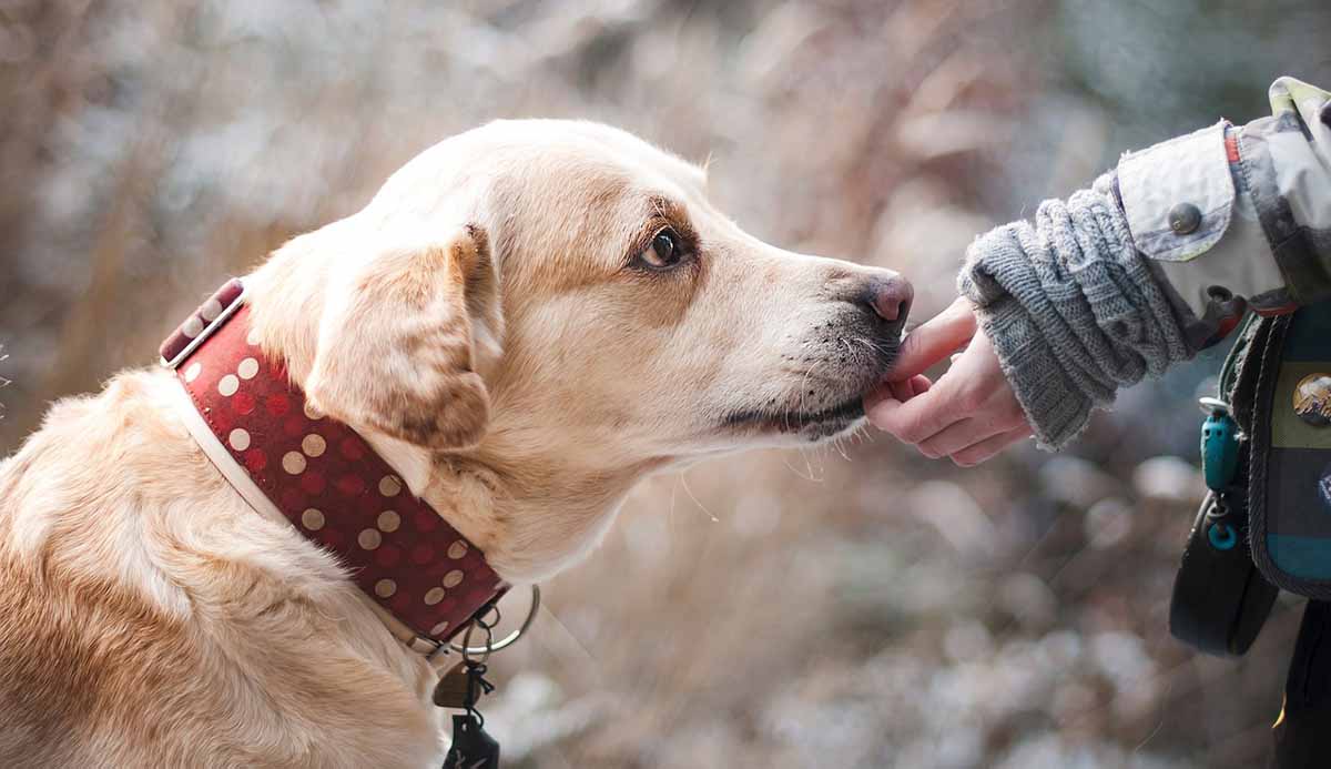 Άργος: Στείρωσε το σκύλο σου με 70% κάλυψη των εξόδων