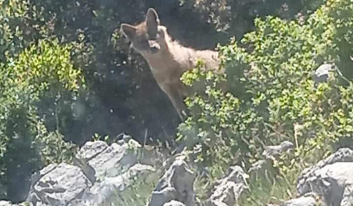 Μία μοναδική εικόνα άγριας ζωής στο Λαντζουνάτο Μεσσηνίας