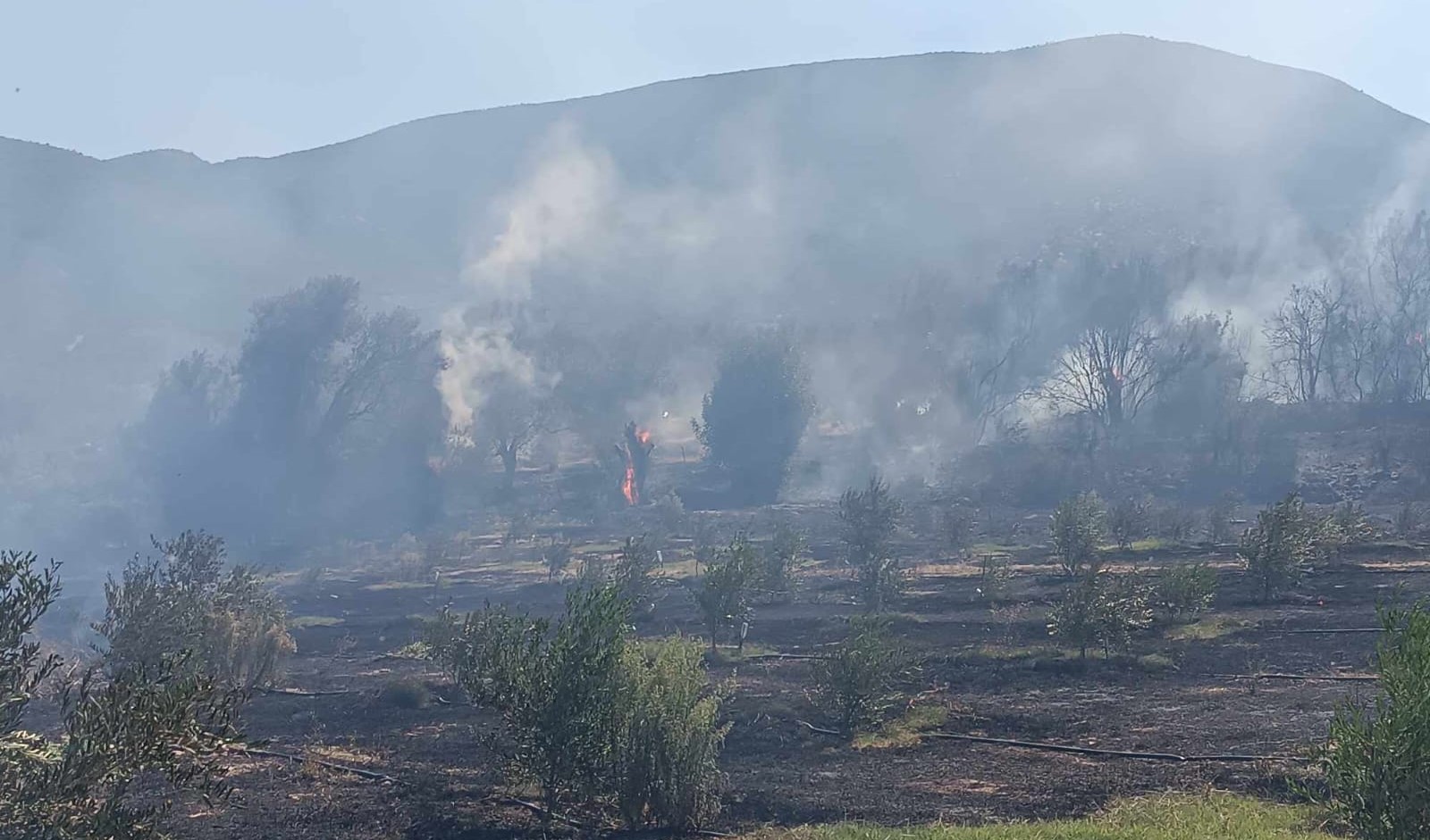 Στάχτη 10 στρέμματα στο Μοναστηράκι Αργολίδας – Υπό έλεγχο η φωτιά