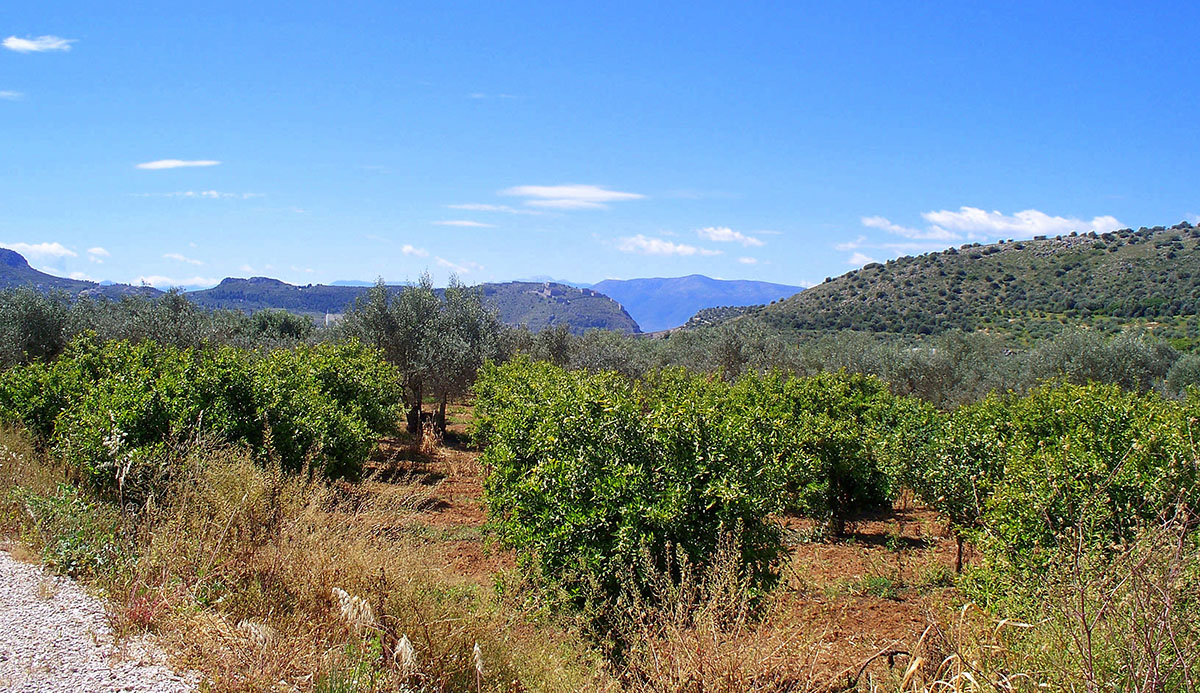 Παράταση ενός έτους για την εξαγορά καταπατημένων εκτάσεων