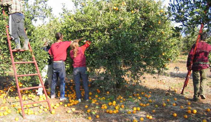 Αργολίδα: Ξεκίνησαν οι κοπές για τις Ναβαλίνες