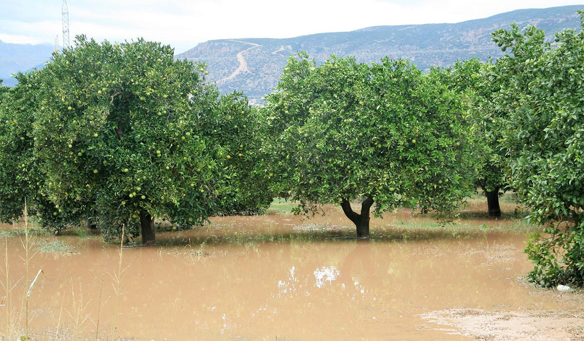 Δήμος Ευρώτα: Κρίσιμη προθεσμία για τους παραγωγούς