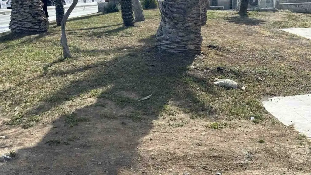 Ξερό γκαζόν στην οδό Μπουμπουλίνας στο Τελωνείο