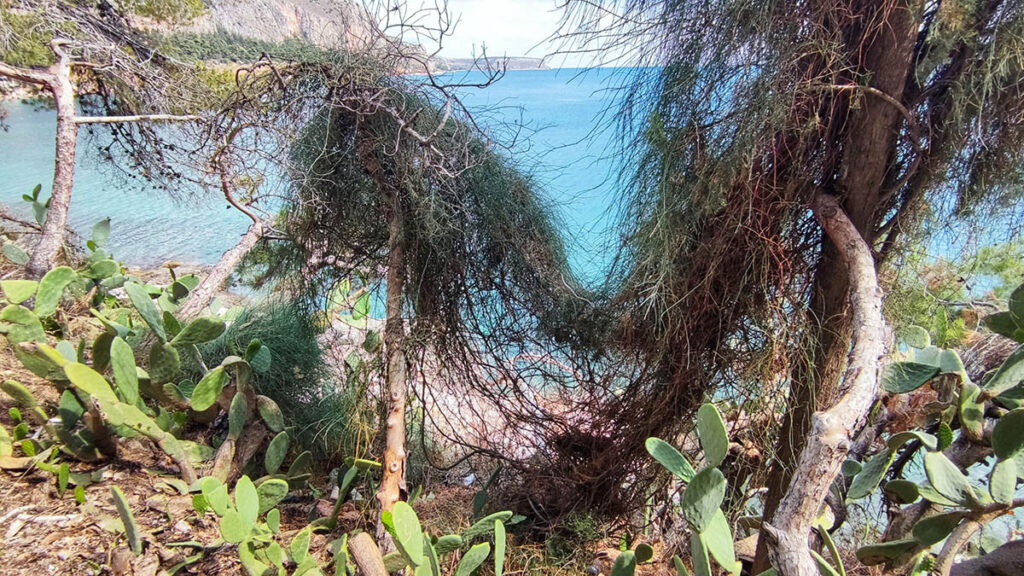 Πεσμένα δέντρα στην Αρβανιτιά Ναυπλίου