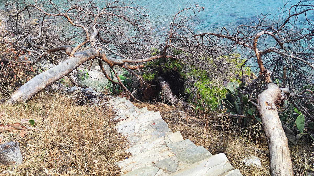 Ναύπλιο: «Καμβάς» από πεσμένα δέντρα στην Αρβανιτιά (Εικόνες)
