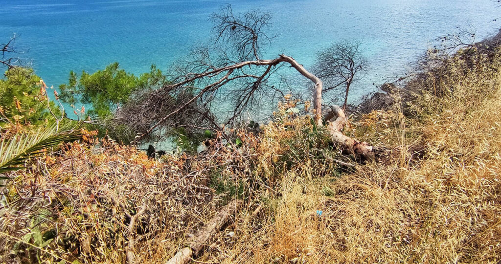 Πεσμένα δέντρα στην Αρβανιτιά Ναυπλίου