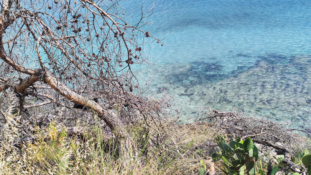Πεσμένα δέντρα στην Αρβανιτιά Ναυπλίου