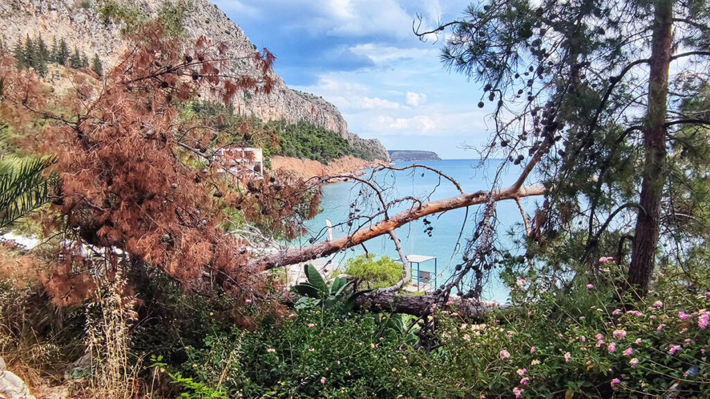 Πεσμένα δέντρα στην Αρβανιτιά Ναυπλίου