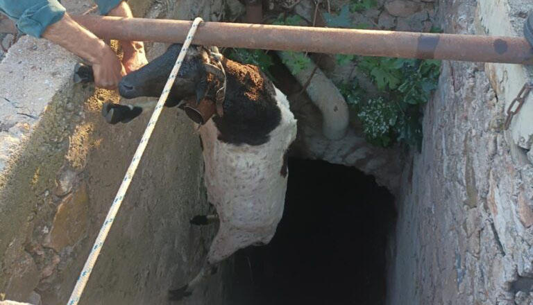 Αργολίδα: Σωτήρια επέμβαση για προβατίνα που έπεσε σε πηγάδι 15 μέτρων