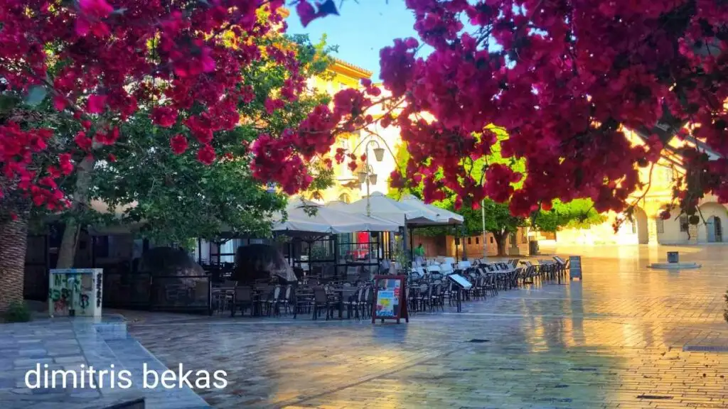 Βουκαμβίλιες στο Ναύπλιο