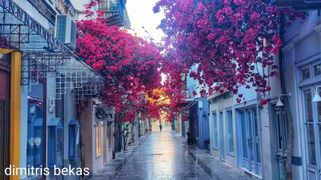 Βουκαμβίλιες στο Ναύπλιο