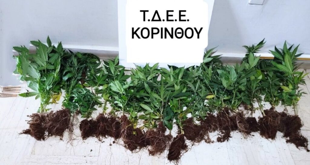 Καλλιέργεια κάνναβης Κορινθία