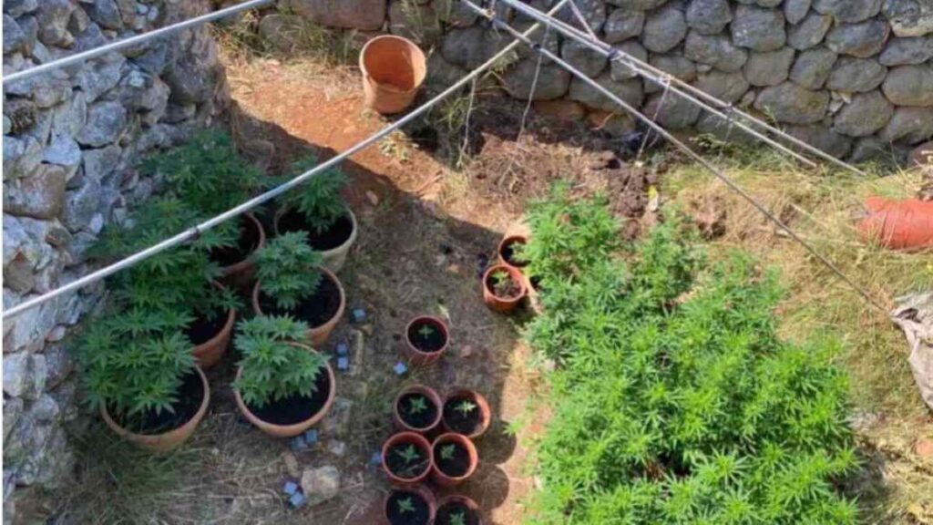 Γλάστρες με κάνναβη