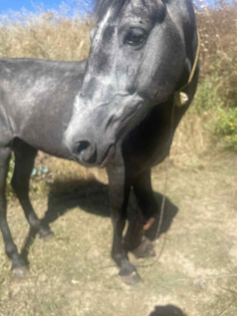 Άλογο σπασμένο πόδι Νέα Κίος
